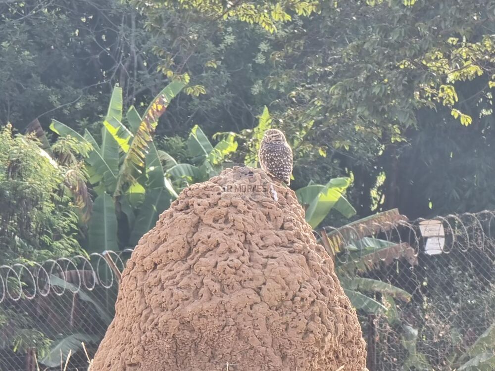 Terreno, 1085 m² - Foto 19