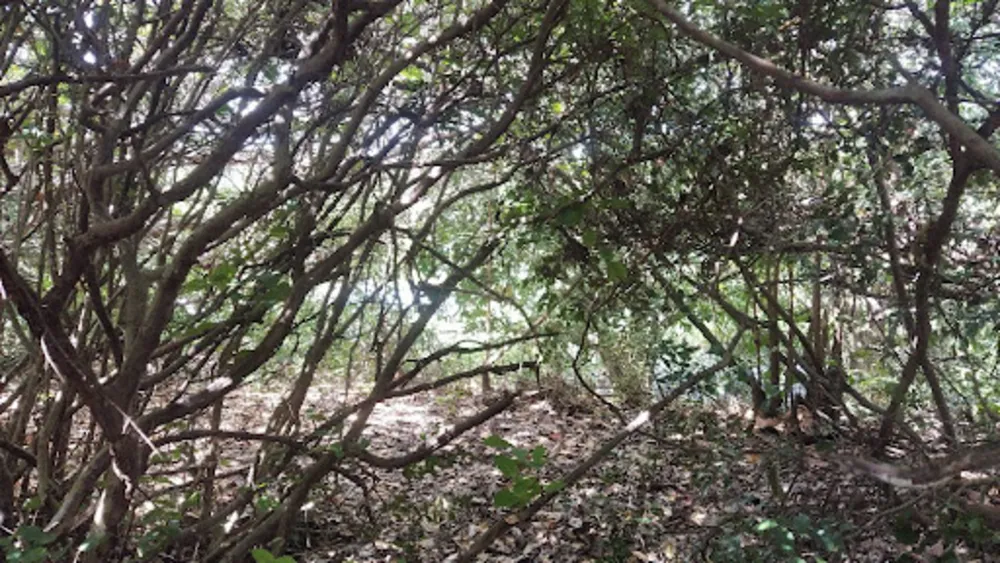 Terreno, 40 hectares - Foto 14