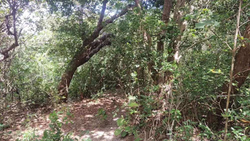 Terreno, 40 hectares - Foto 11