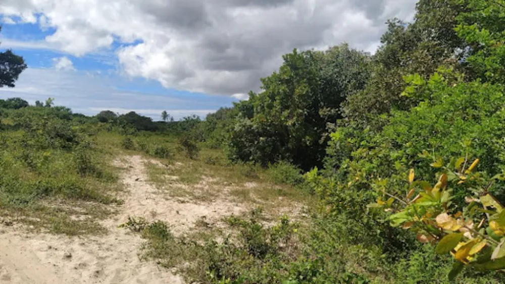 Terreno, 40 hectares - Foto 12