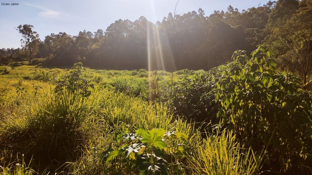 Terreno, 4 hectares - Foto 4