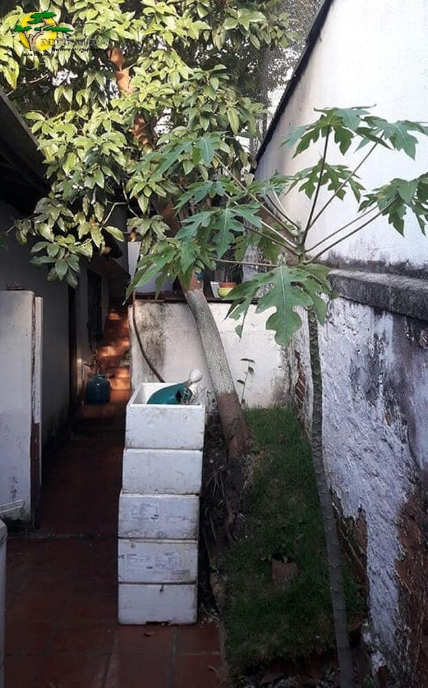 Sobrado, 6 quartos, 300 m² - Foto 4