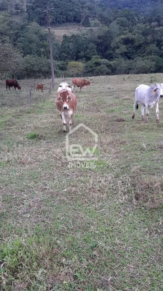 Sítio, 3 quartos, 4 hectares - Foto 7