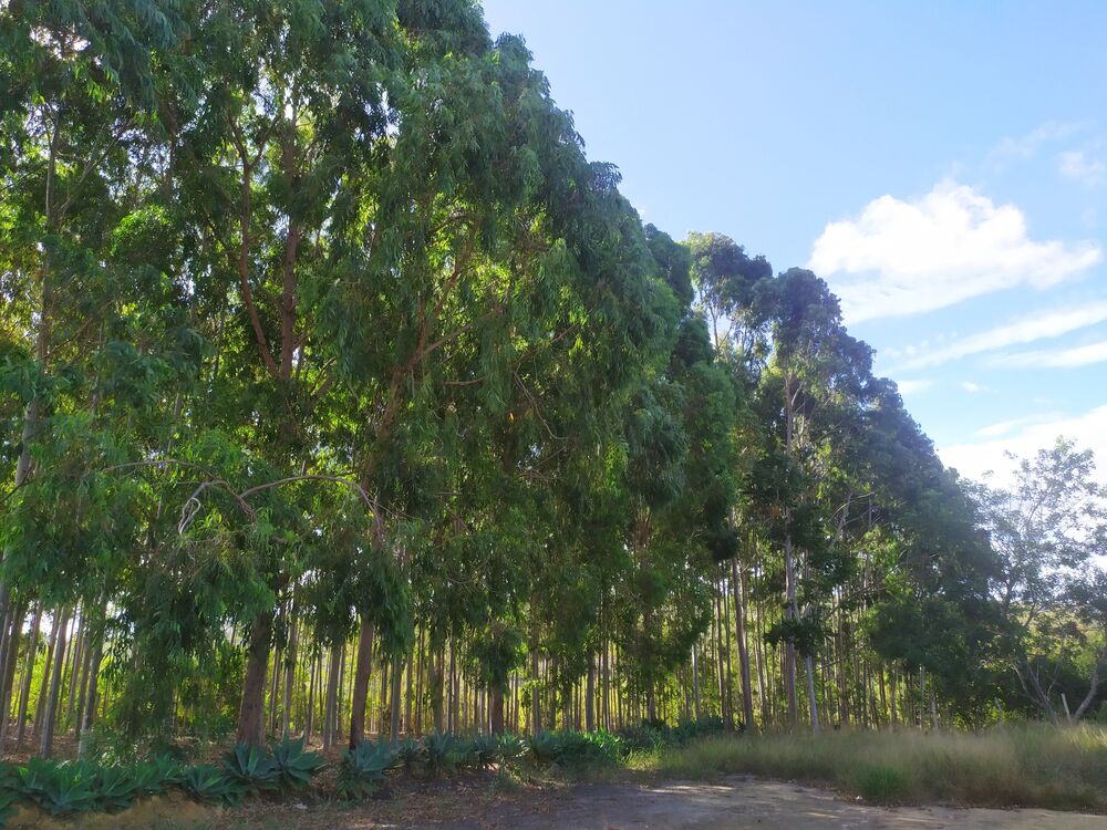 Fazenda à venda com 3 quartos, 3000m² - Foto 21