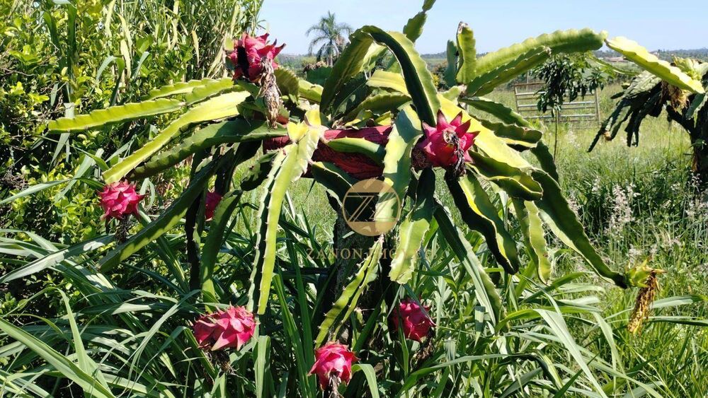 Sítio, 2 quartos, 2 hectares - Foto 4