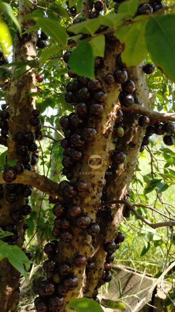 Sítio, 2 quartos, 2 hectares - Foto 2