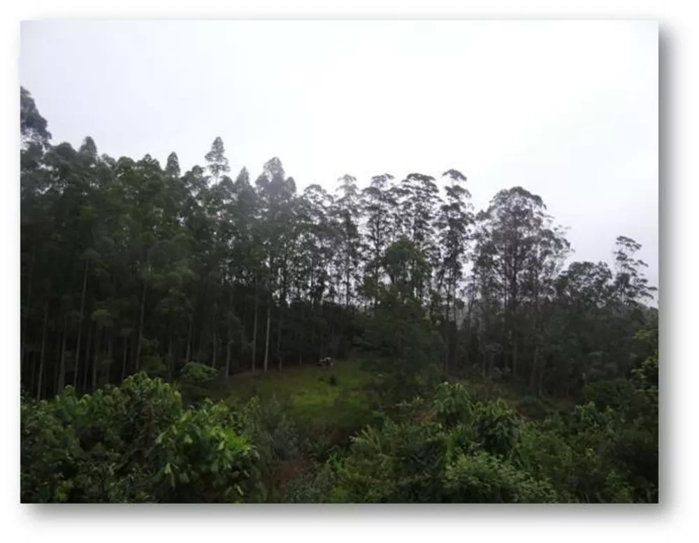 Sítio, 8 quartos, 47 hectares - Foto 4