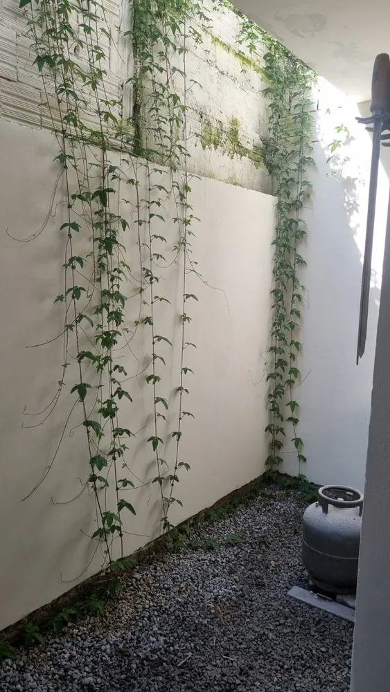 Casa, 2 quartos, 109 m² - Foto 26
