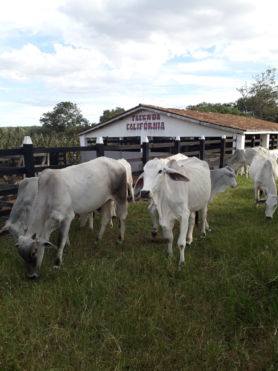 Fazenda à venda, 264hectare - Foto 9