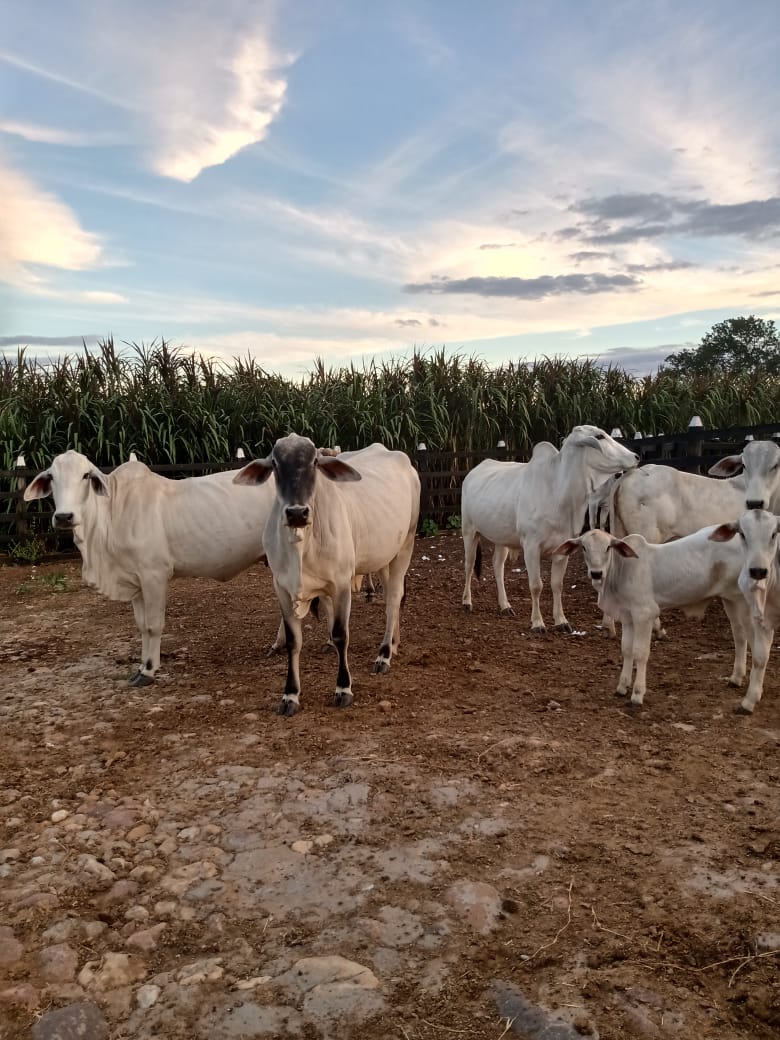 Fazenda à venda, 264hectare - Foto 6