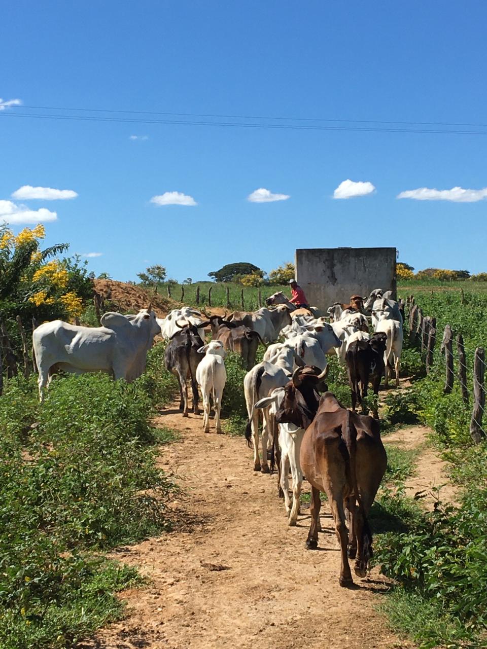 Fazenda à venda, 264hectare - Foto 3