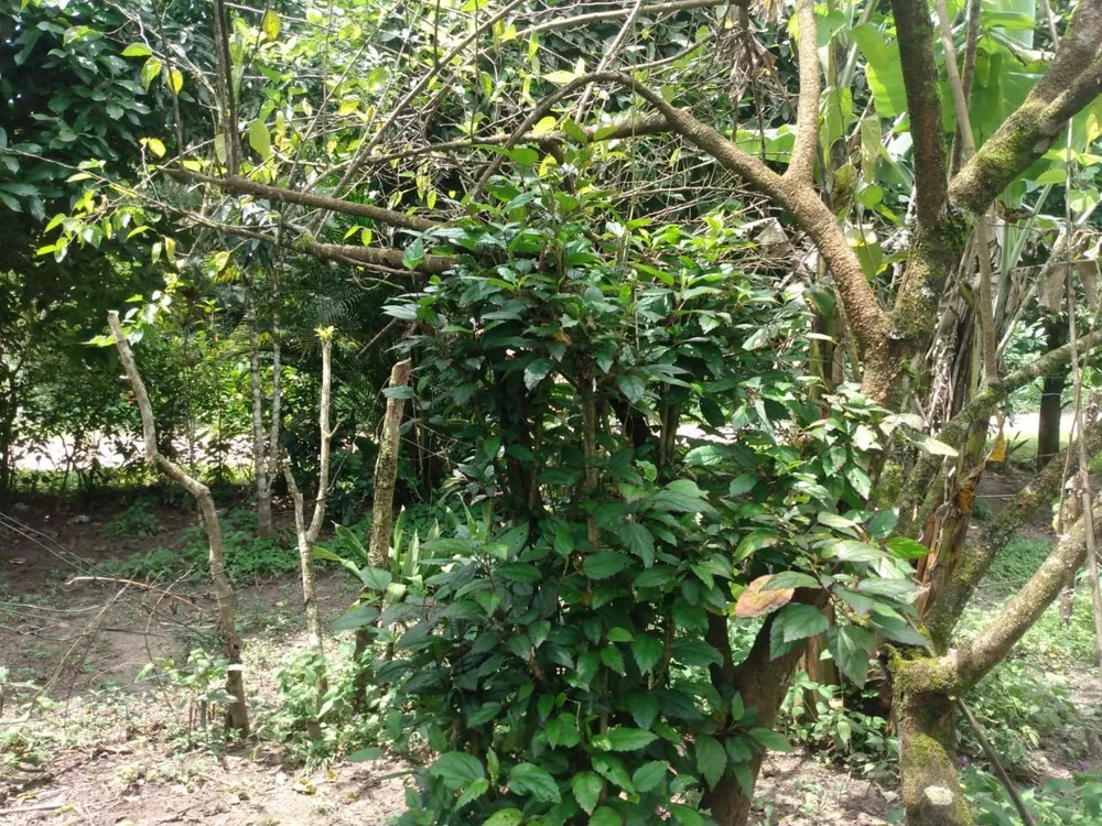 Terreno, 400 m² - Foto 12