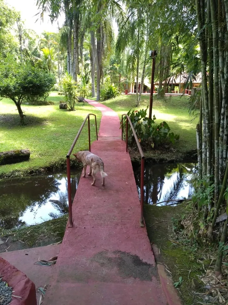 Sítio, 5 quartos, 1 hectares - Foto 12