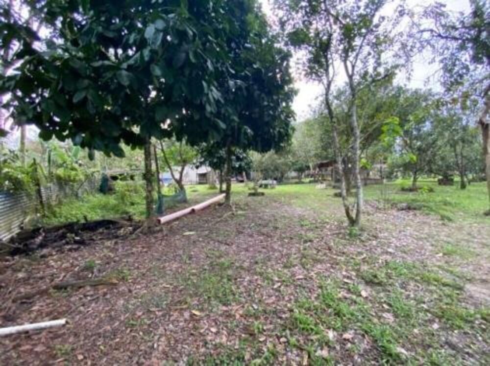 Chácara, 4 quartos, 5000 m² - Foto 3