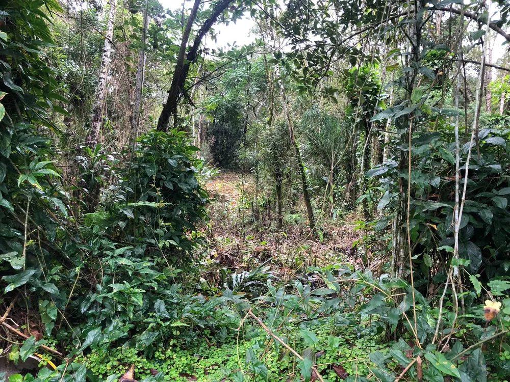 Chácara, 2 quartos, 1000 m² - Foto 8
