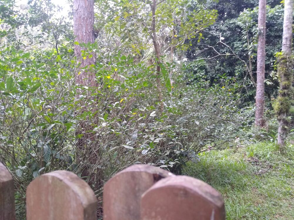 Terreno, 1000 m² - Foto 1