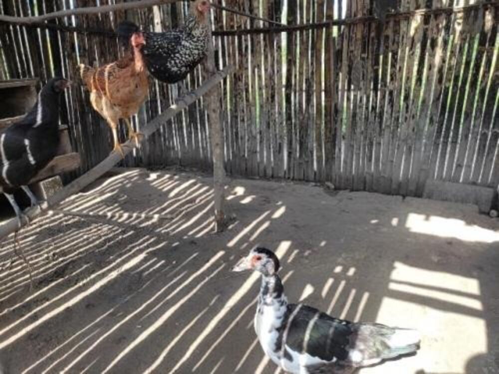 Chácara, 3 quartos - Foto 2