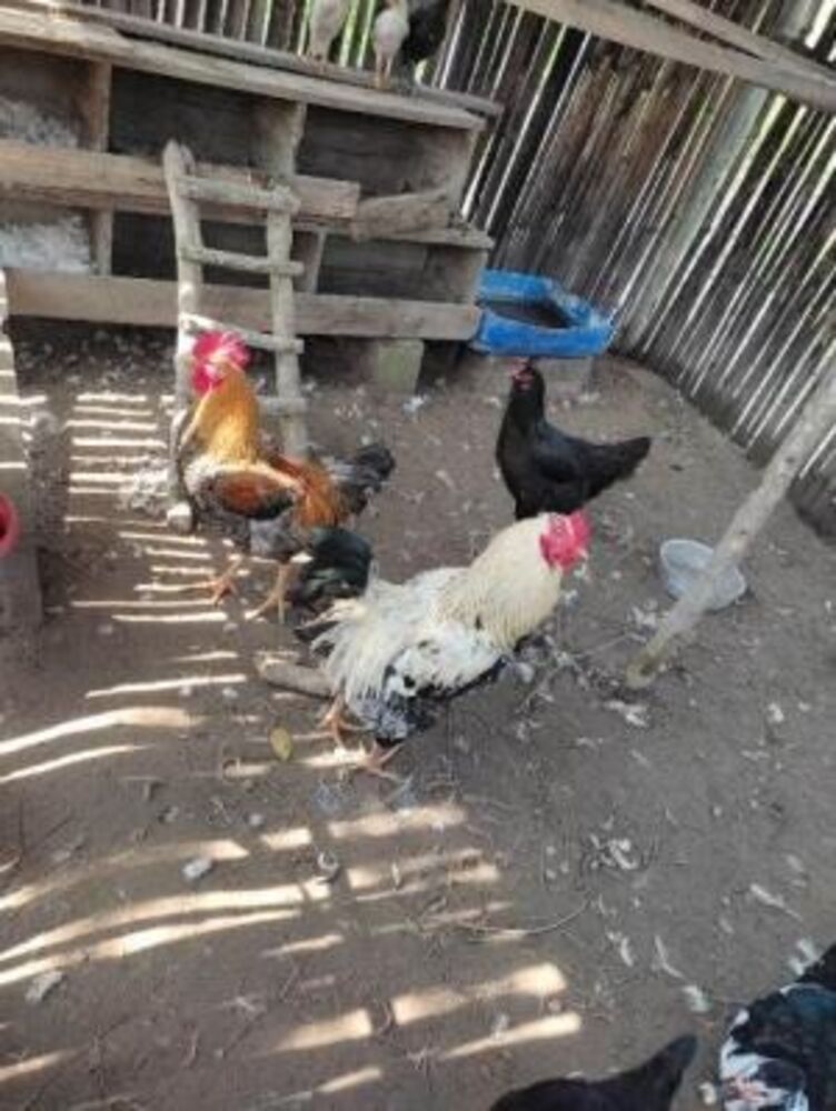 Chácara, 3 quartos - Foto 4