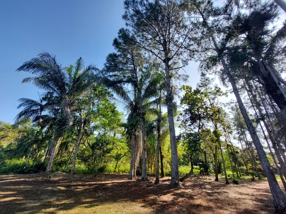 Chácara, 3 quartos - Foto 13