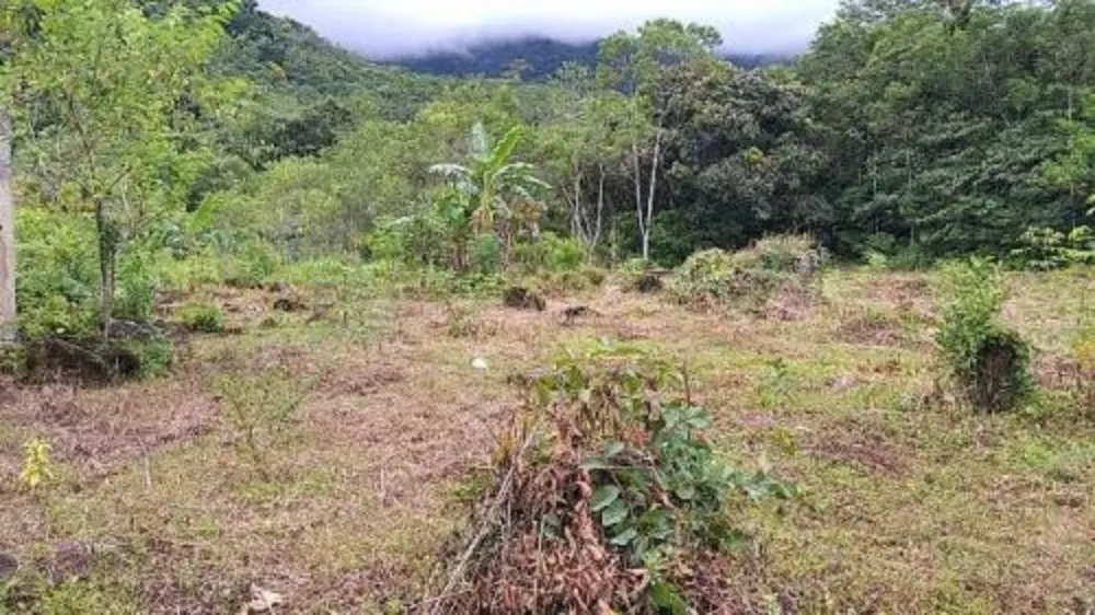 Chácara, 4 quartos, 4 hectares - Foto 7