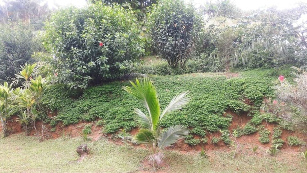 Sítio, 3 quartos, 4 hectares - Foto 4