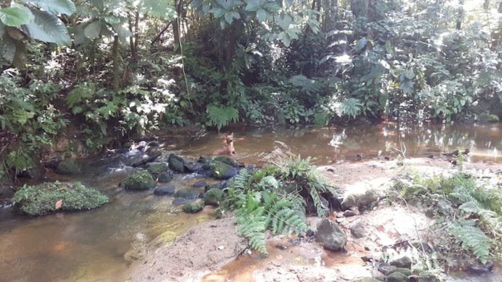 Sítio, 3 quartos, 4 hectares - Foto 3