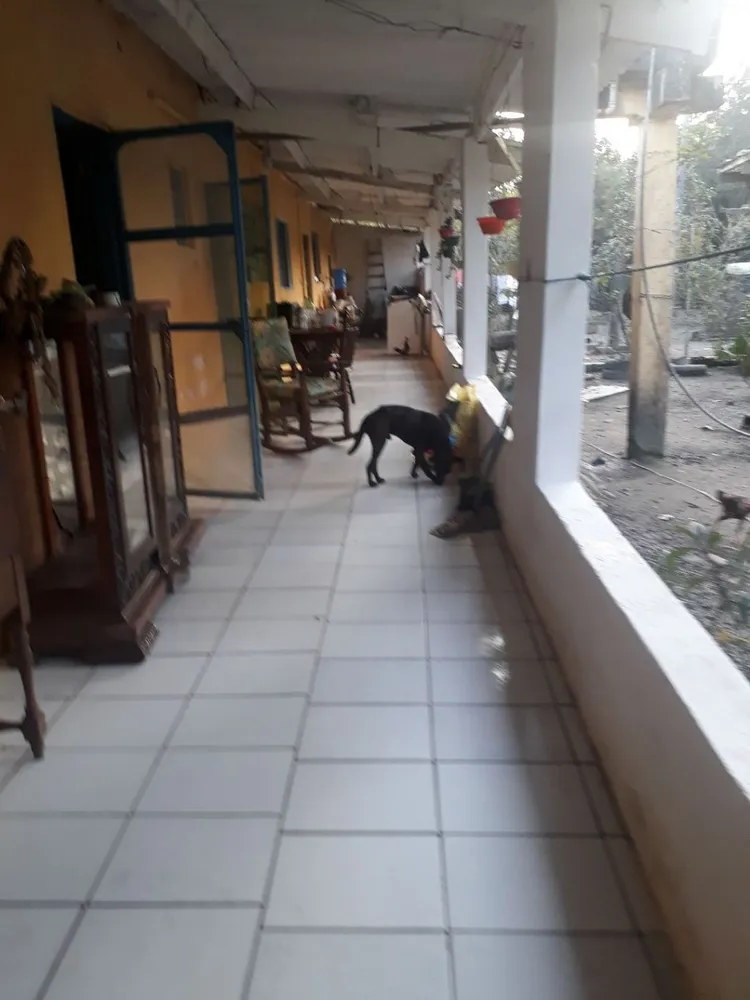 Chácara, 3 quartos, 1000 m² - Foto 2