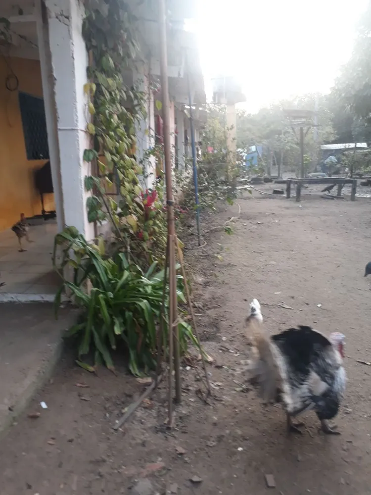 Chácara, 3 quartos, 1000 m² - Foto 5