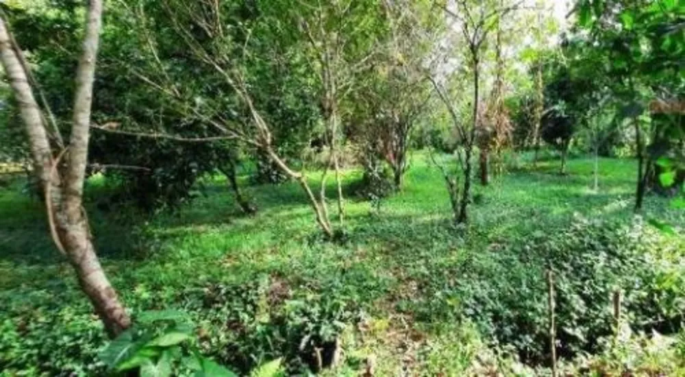 Chácara, 3 quartos, 3000 m² - Foto 2