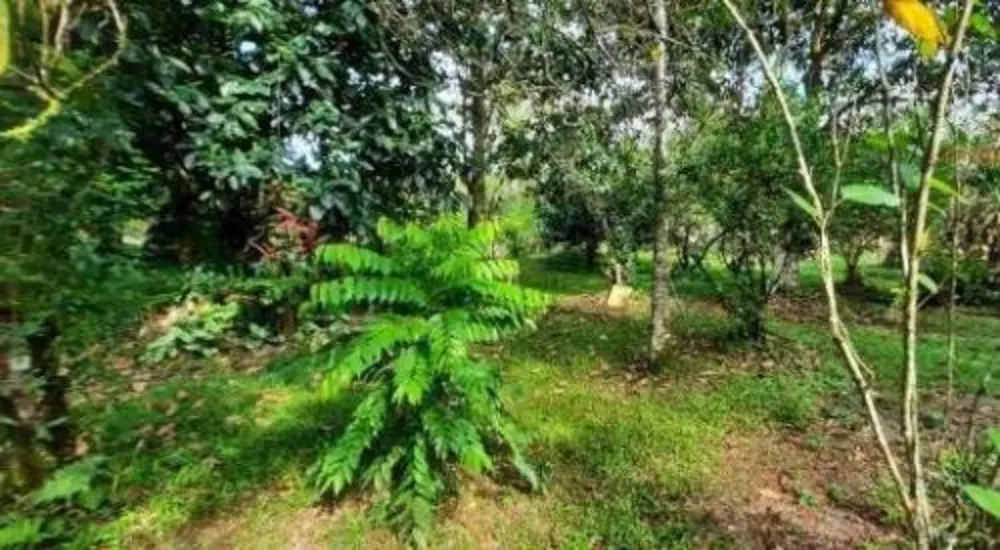 Chácara, 3 quartos, 3000 m² - Foto 8
