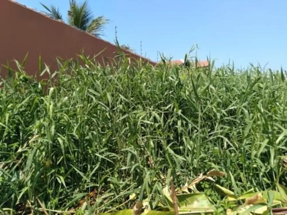 Terreno, 480 m² - Foto 5