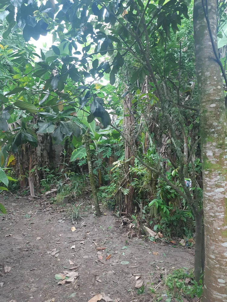 Terreno, 250 m² - Foto 1