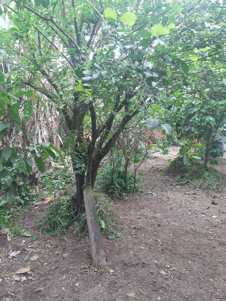 Terreno, 250 m² - Foto 3