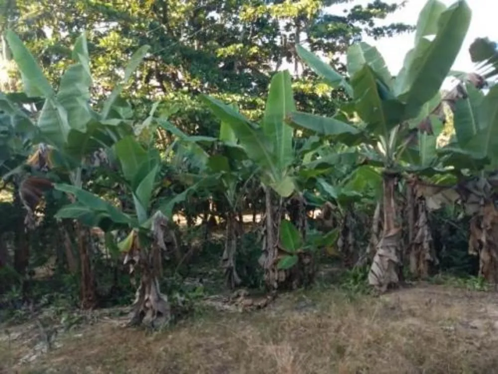 Chácara, 3 quartos, 1 hectares - Foto 8