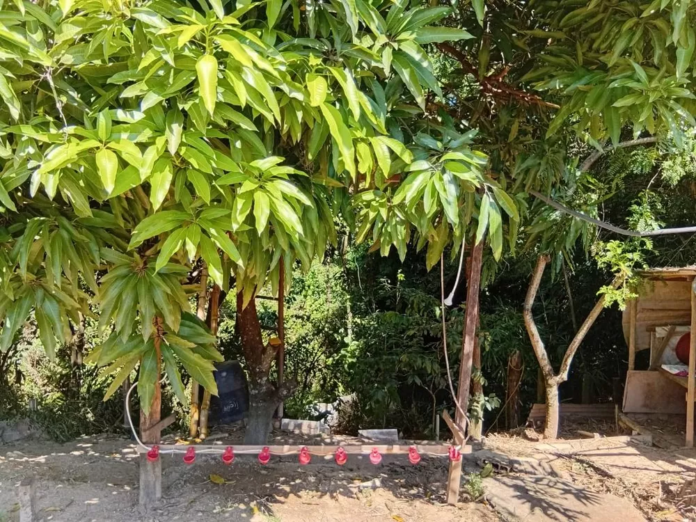 Chácara, 2 quartos, 2362 m² - Foto 11