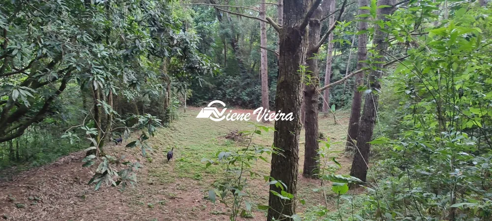 Chácara, 3 quartos, 6000 m² - Foto 1