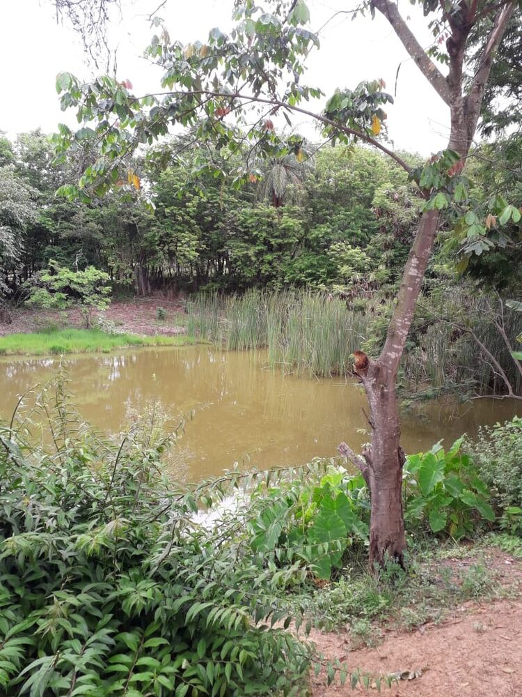 Sítio à venda com 7 quartos, 10000m² - Foto 5