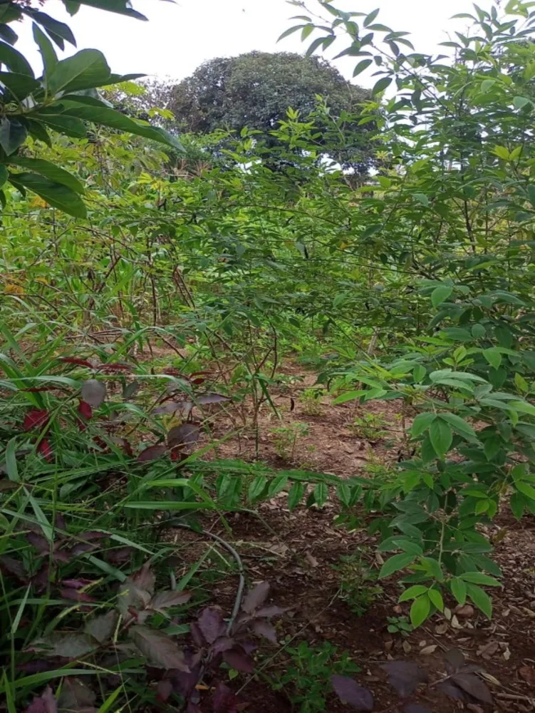 Terreno, 360 m² - Foto 3