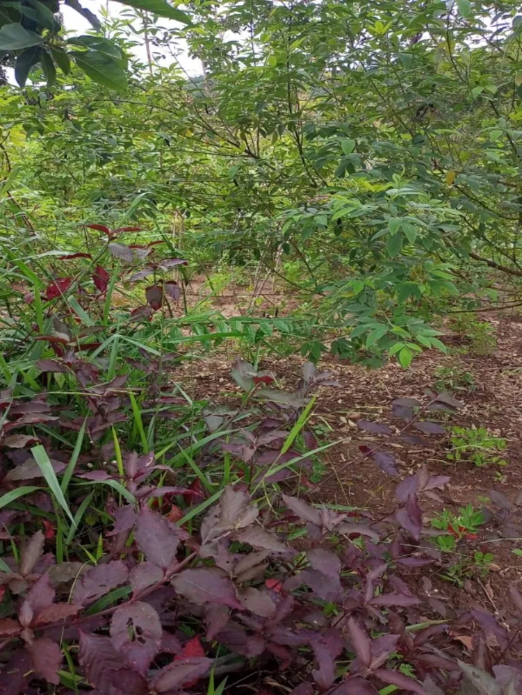 Terreno, 360 m² - Foto 5