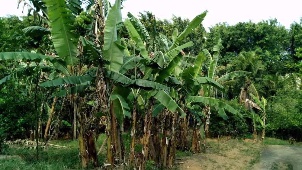 Sítio, 3 quartos, 1 hectares - Foto 17