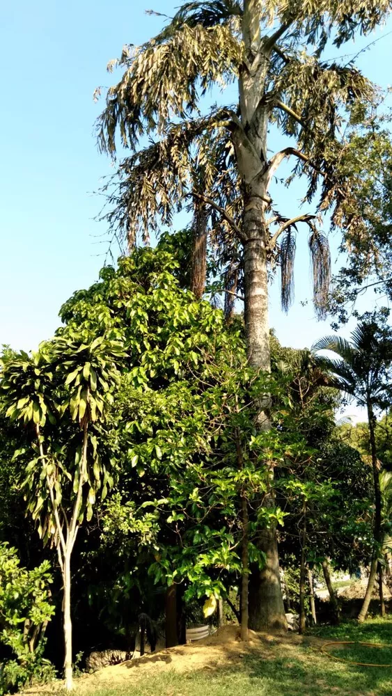 Sítio, 3 quartos, 1 hectares - Foto 27