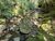 Terreno, 4 hectares - Foto 4