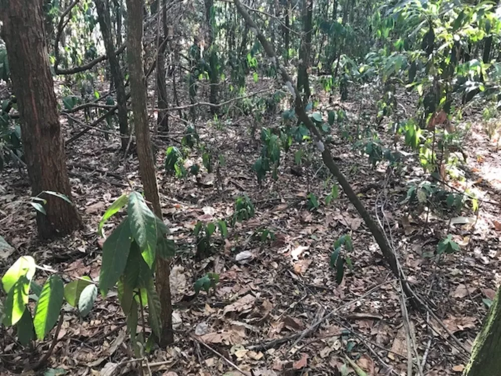 Terreno à venda, 10000m² - Foto 14