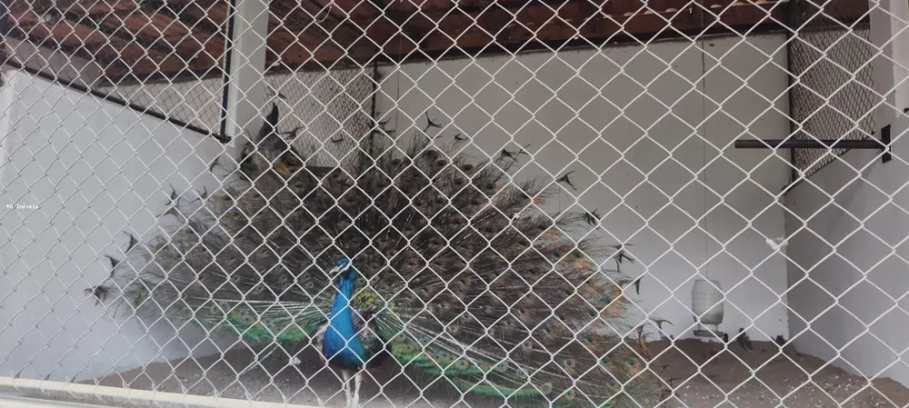 Chácara, 5 quartos, 3 hectares - Foto 14