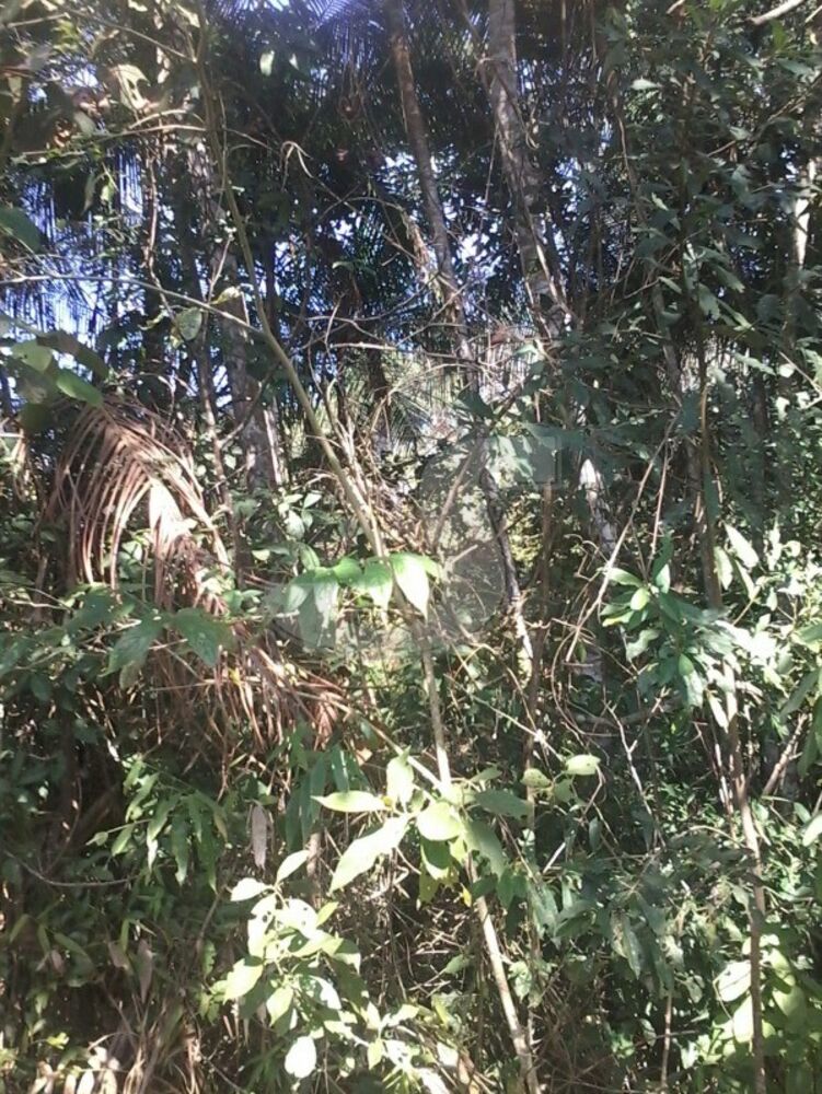 Sítio, 2 quartos, 6 hectares - Foto 4