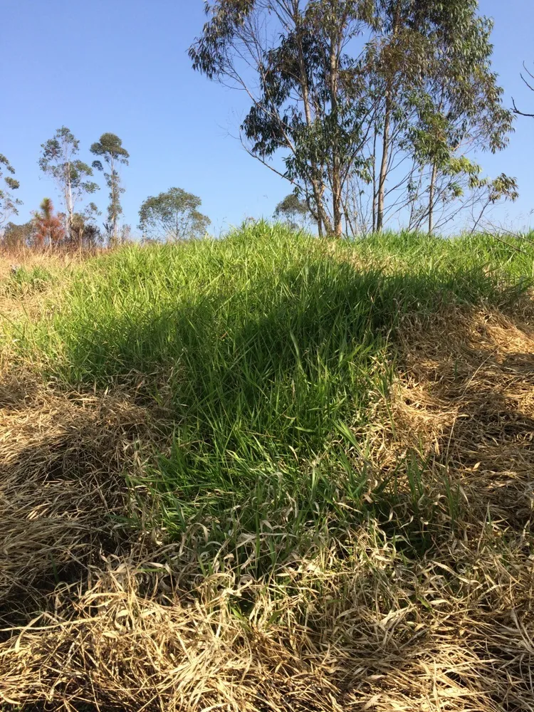Loteamento e Condomínio, 2 hectares - Foto 3