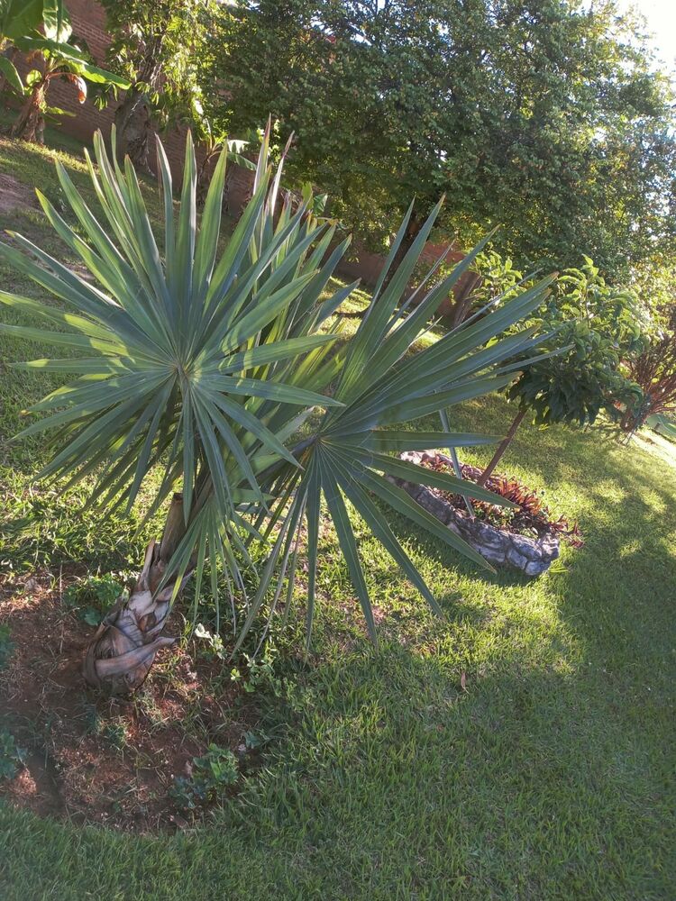 Chácara à venda com 1 quarto, 200m² - Foto 7