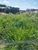 Terreno, 330 m² - Foto 13