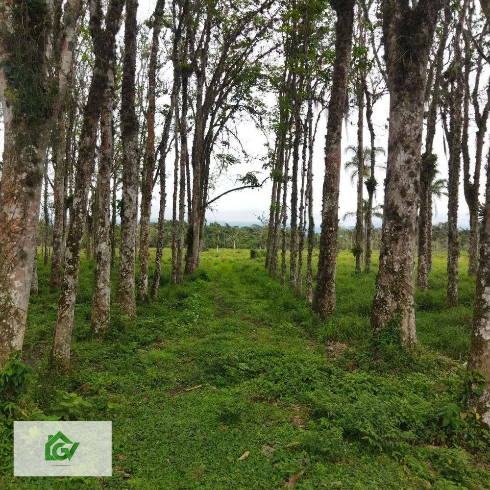 Terreno, 3 hectares - Foto 4