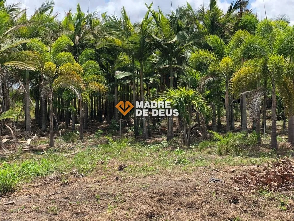 Terreno, 6 hectares - Foto 4